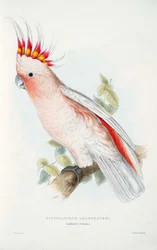 Lophochroa Leadbeateri